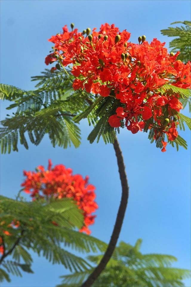 狀元紅，揭秘4987最準(zhǔn)最快的秘密武器，狀元紅，揭秘最準(zhǔn)最快的秘密武器 4987