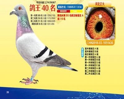 王中王四馬一肖，探尋背后的故事與奧秘，王中王四馬一肖，背后的故事與奧秘探尋