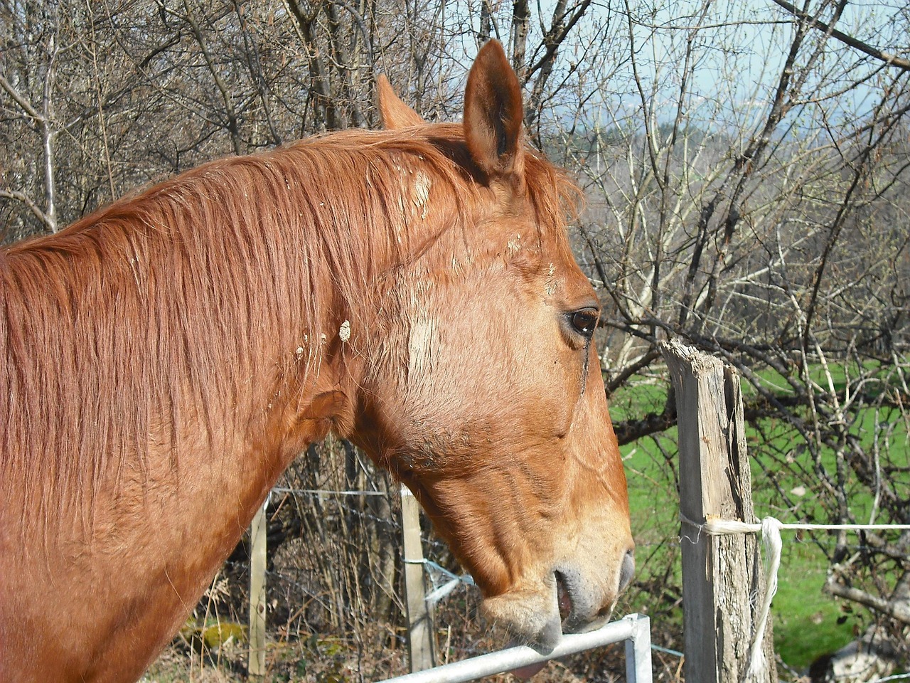 澳門四不像特馬，探索神秘現(xiàn)象背后的真相，澳門四不像特馬揭秘神秘現(xiàn)象背后的真相