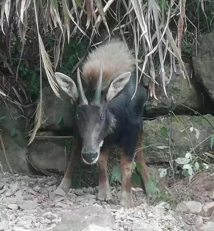四不像王中王必出一肖篤，揭秘生肖運勢與神秘預(yù)測之謎，揭秘生肖運勢與神秘預(yù)測，四不像王中王必出一肖篤探秘生肖運勢之謎