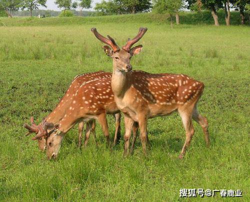 最新版本的6566cc澳彩資料大全介紹與特色功能解析，最新6566cc澳彩資料大全介紹與特色功能深度解析