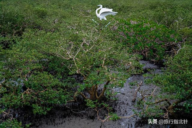 茂密森林中的王者——探尋王中王一肖的神秘魅力，森林王者揭秘，一肖的神秘魅力探尋