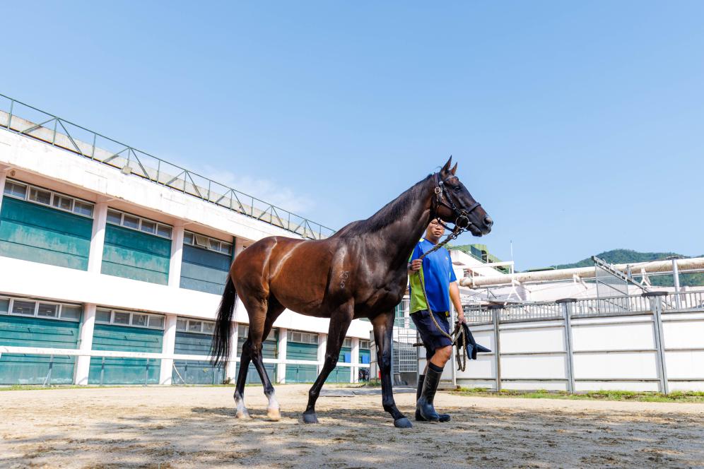 香港賽馬，77777與88888的激情碰撞，香港賽馬盛宴，激情碰撞的77777與88888對(duì)決